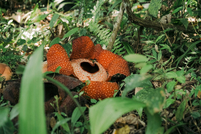 Ilustrasi Apakah Bunga Rafflesia Memiliki Daun,Foto:Unsplash/Colin + Meg