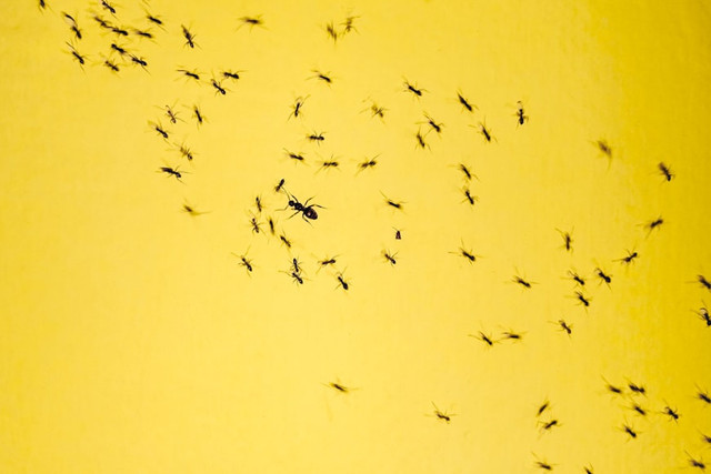 Ilustrasi Kenapa Semut Bisa Menemukan Makanan? Unsplash.com/hybridnighthawk