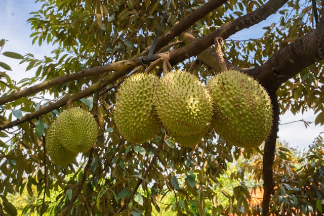 Ilustrasi kenapa durian memiliki bau yang sangat kuat.Foto: The Manh / Unsplash