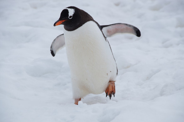 Ilustrasi Kenapa penguin tidak bisa terbang. Foto: Unsplash.com/Cornelius Ventures