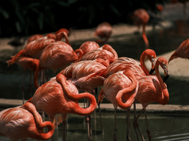 Ilustrasi Kenapa flamingo berdiri dengan satu kaki. Foto: Unsplash.com/Sandy Galabada