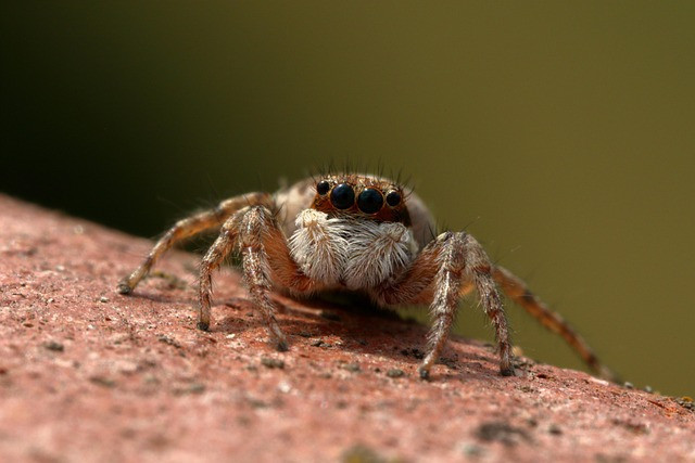 Ilustrasi spider, jumper, insect. Foto: Pixabay