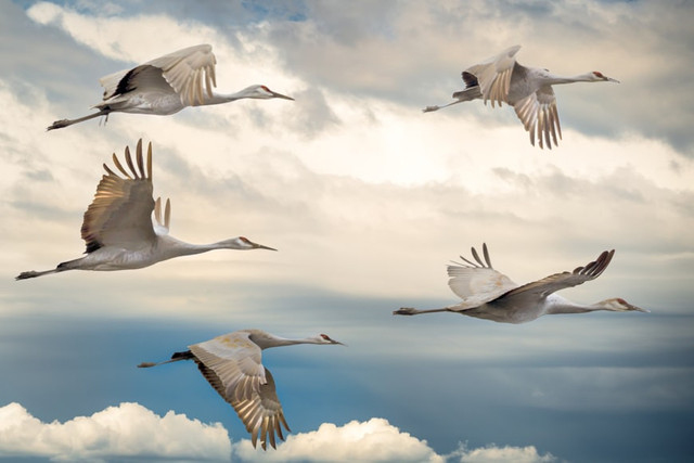 Ilustrasi Kenapa burung bisa mengetahui arah migrasi?. Foto: Unsplash/Chris Briggs