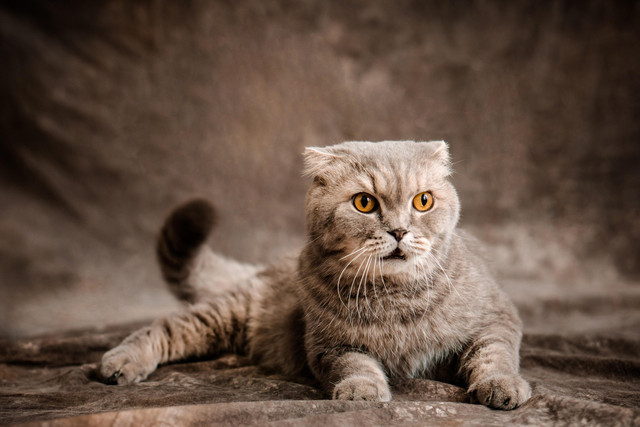 Kucing Scottish Fold. Sumber foto: Pixabay/Foden Nguyen.
