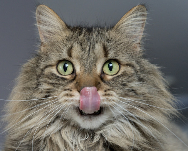 Ilustrasi Kenapa kucing memiliki lidah yang kasar. Foto: Unsplash.com/Lina Angelov