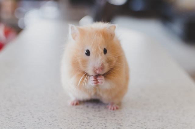 Ilustrasi Kenapa hamster menyimpan makanan di pipinya. Foto: Unsplash.com/Ricky Kharawala