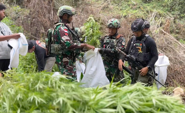 Satgas TNI dibawah kendali komando gabungan wilayah pertahanan III menemukan 1.347 batang pohon ganja di hutan atau lembah dan pegunungan sekitar Kampung Siminbuk, Distrik Serambakon, Kabupaten Pegunungan Bintang, Provinsi Papua Pegunungan. Foto: Dok. Kogabwilhan III