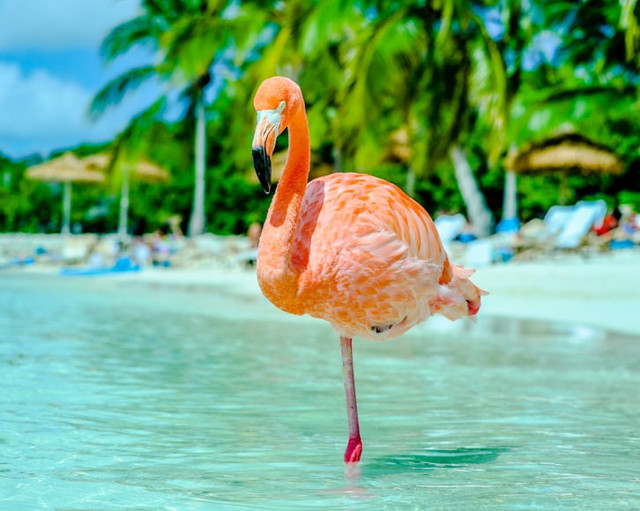 Kenapa burung berdiri dengan satu kaki. Unsplash.com/Lex Melony