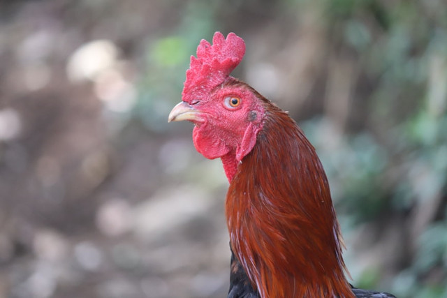Kenapa ayam berkokok di pagi hari. Unsplash.com/Mufid Majnun