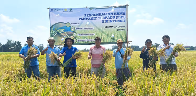 Teknologi Biological Dome IPB Efektif Tangkis Serbuan Penggerek Batang Padi