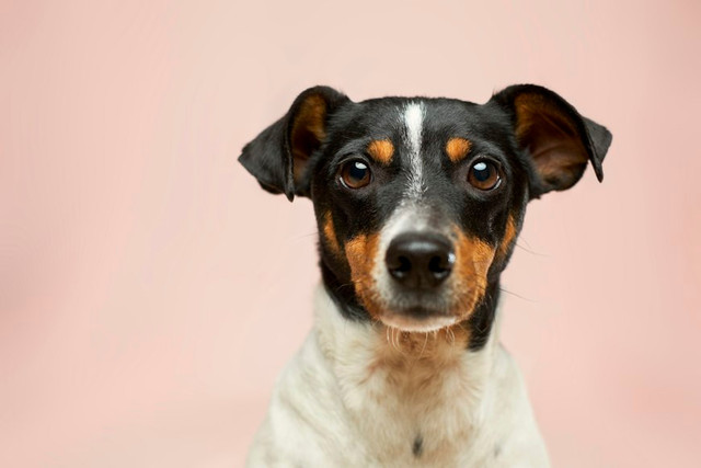 Ilustrasi Kenapa Anjing Suka Mengejar Ekornya, Foto:Unsplash/Victor G