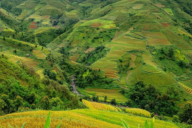 Ilustrasi terraces, rice terraces, nature. Foto: Pixabay