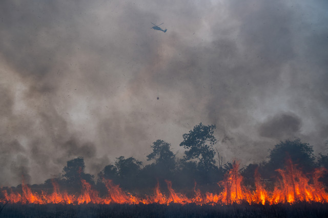 Helikopter Black Hawk VH-UHG milik BNPB melakukan pemadaman kebakaran lahan dari udara (water boombing) di Desa Rambutan, Kecamatan Indralaya Utara, Kabupaten Ogan Ilir (OI), Sumatera Selatan, Sabtu (12/9/2026). Foto: Nova Wahyudi/ANTARA FOTO