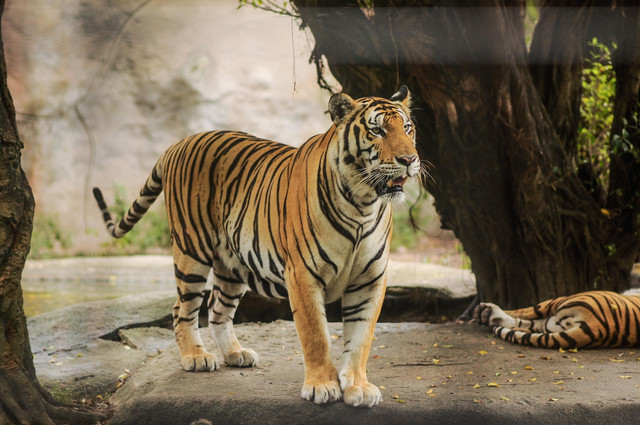 harimau gagah dalam kebun binatang. Sumber: pixabay ( 4 Desember 2019 )