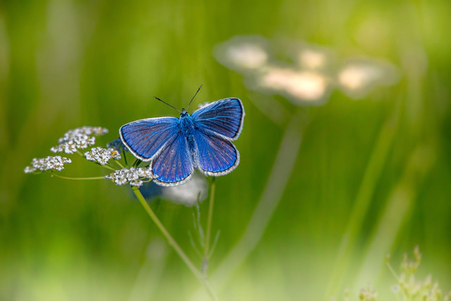 Ilustrasi Apa Itu Butterfly Effect. Foto: Pixabay/Erik_Karits