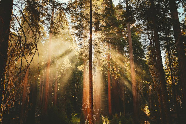 Ilustrasi Efek Tyndall adalah, Foto:Unsplash/Joshua Earle