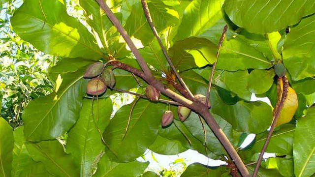 Buah ketapang, (Sumber Foto: pixabay.com)