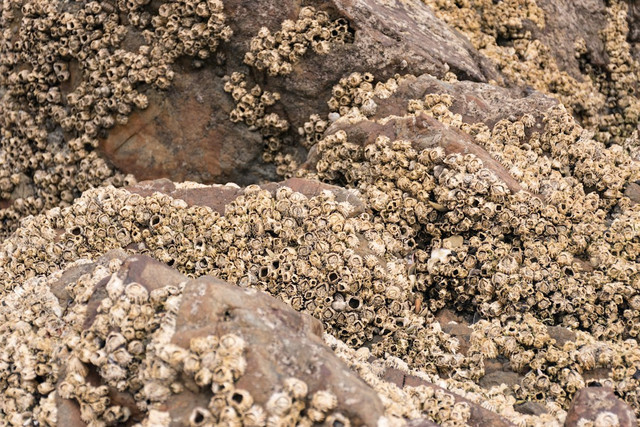 Ilustrasi Barnacles adalah,Foto:Unsplash/Look Up Look Down Photography