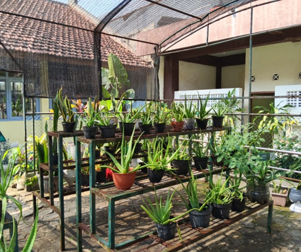 anaman ditata secara rapi sebagai bagian dari upaya pemeliharaan lingkungan sekolah dalam kegiatan Saka Krida Adiwiyata. Source: Personal Documentation