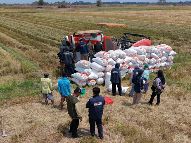 Aktivitas panen padi menggunakan mesin combine harvester di lahan pertanian Kampung Candra Jaya, Merauke. Foto: M. Zulham Azhar Maghfirah. H