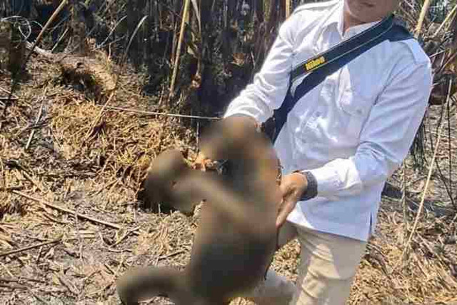 Tim BKSDA Kalsel menunjukkan seekor bekantan yang mati dari total 12 ekor yang terbakar akibat kebakaran hutan dan lahan (karhutla) di Desa Balimau, Kabupaten Hulu Sungai Selatan, Kalimantan Selatan.  Foto: ANTARA/HO-BKSDA Kalsel