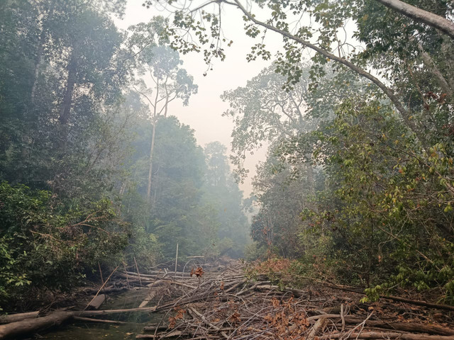 Lokasi titik api di TN Berbak Sembilang, Rabu (16/9/2026). Foto: Dok. TN Berbak dan Sembilang