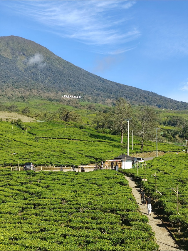salah satu pariwisata perkebunan teh di kota pagaralam. Dokumnetasi pribadi 