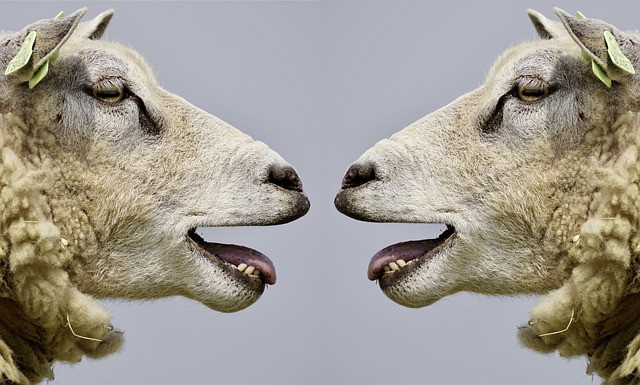 Ilustrasi sheep, bleat, communication. Foto: Pixabay