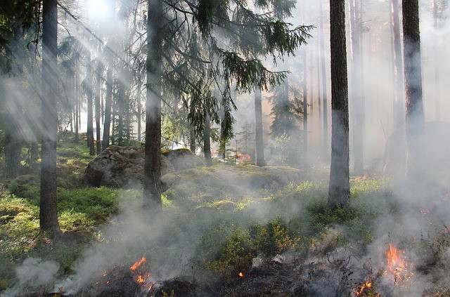 Ilustrasi the ugly swamp, nature reserve, burning. Foto: Pixabay