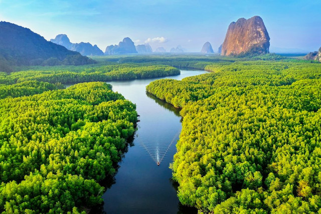 Ilustrasi Hutan Bisa Memberi Kita Makan Artinya, Foto:Unsplash/Getty Images