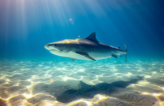 Ilustrasi Contoh Hewan Ovovivipar,Foto:Unsplash/Gerald Schömbs