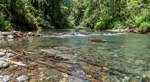 Induk-induk Salmon Coho dewasa berhasil melakukan perjalanan epik sejauh lebih dari 140 kilometer dari Samudera Pasifik menuju hulu Sungai Russian. Foto: Ilustrasi AI