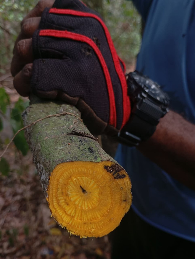 Tanaman Hasil Hutan Akar Kuning Werianggi - Werabur Papua barat oleh Muhammad Reza 2026