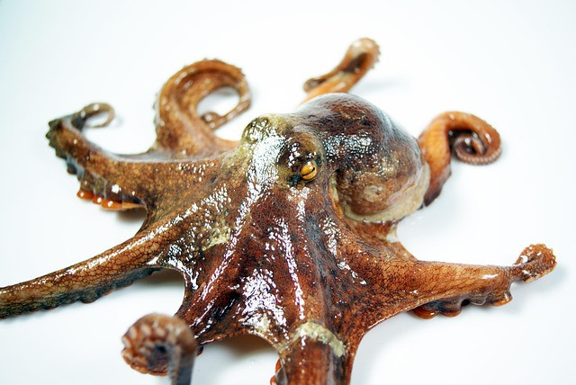 Ilustrasi ocean, octopus, health. Foto: Pixabay