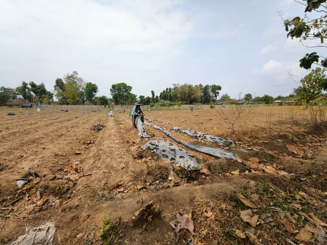 Seorang petani merapikan mulsa plastik di lahan pertanian yang mengering akibat kemarau panjang. (Foto: Dok. Pribadi / Hendra Zajuli)