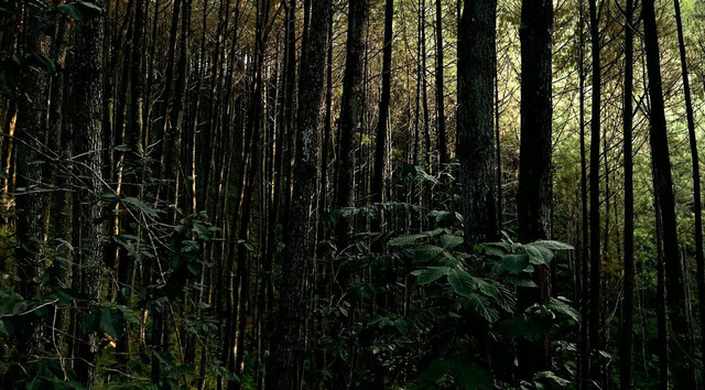 Gambar : Hutan Kawasan Kaki Gunung Burangrang (dokumentasi pribadi)