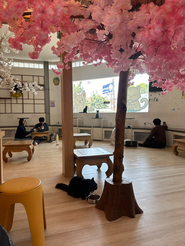 Suasana di Cat Cafe Petsaga Jogja. Sumber foto: dokumentasi pribadi