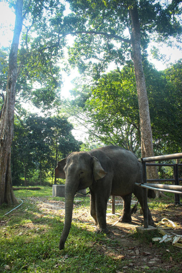 Gajah di Buluh Cina