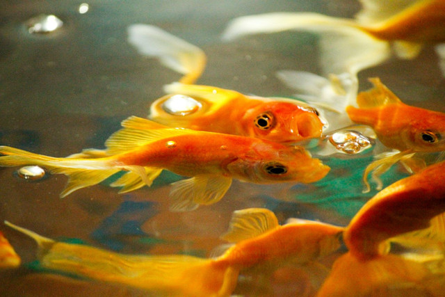 https://www.pexels.com/id-id/pencarian/ikan%20mas%20biasa/?page=6