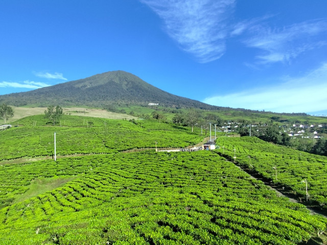 salah satu wisata lokal yaitu perkebunan teh. dokumentasi pribadi