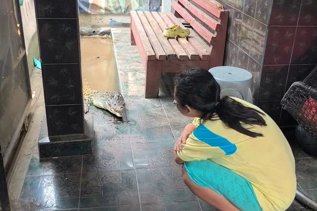 Warga Lampung pelihara buaya di teras rumah. Foto: Dok. Istimewa