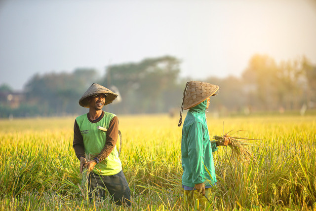 Petani Panen/Kumparan