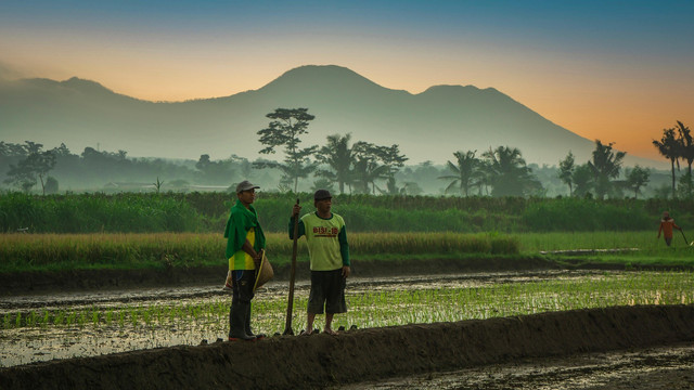 Bottleneck Agraria dan Swasembada Pangan (Pixabay.com)