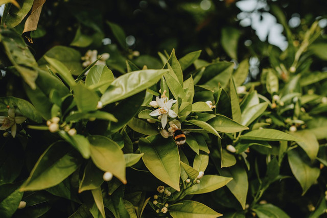 Ilustrasi Orange Blossom Adalah,Foto:Unsplash/Anita Austvika