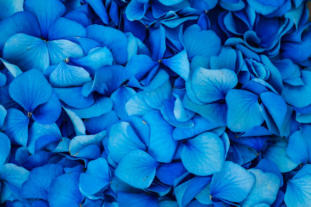 Ilustrasi Arti Bunga Warna Biru, Foto:Unsplash/Markus Spiske