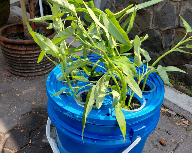 Tanaman kangkung tumbuh subur pada instalasi akuaponik hasil pengelolaan mahasiswa PK UNY. Foto: Siti Nurkhofifah Aliyah.