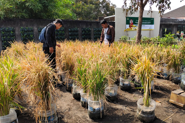 Warga di Kampung Wirobrajan, Kemantren Wirobrajan, Kota Yogyakarta, yang tergabung dalam Kelompok Tani Swa Katon Asri menanam padi di galon bekas, Jumat (25/9/2026). Foto: Panji/kumparan