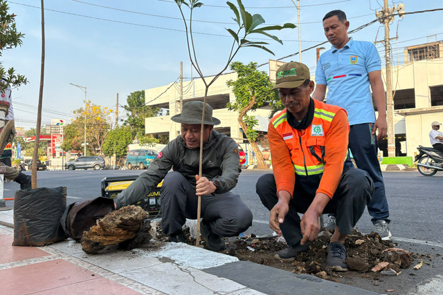 Bupati Kudus, Sam'ani Intakoris kembali menanam bibit pohon di Jalan Jenderal Ahmad Yani, Kabupaten Kudus, Jumat (25/9/2026). Foto: Vega Ma'arijil Ula/kumparan