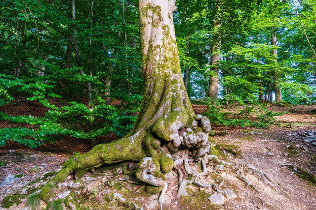 Foto oleh Masood Aslami. Sumber: pexels.com
