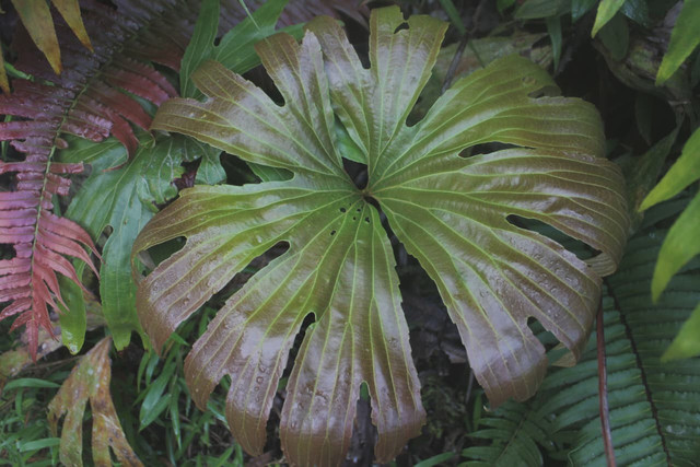 Tumbuhan Dipteris Conjugata di jalur Gunung Sibayak. (Foto: Dok. pribadi)